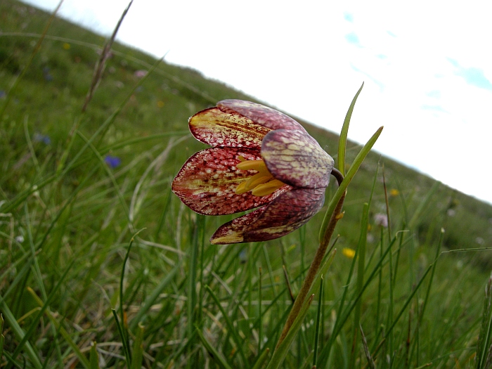 Fritillaria orientalis